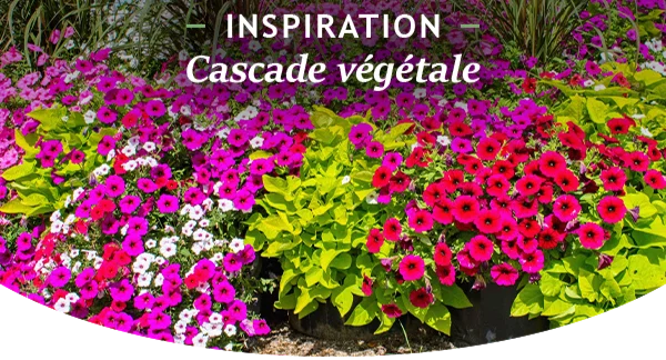 Focus : cascade végétale