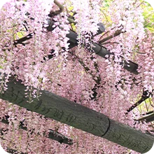Glycine rose