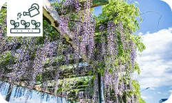 Glycine : conseils d’entretien et plantation