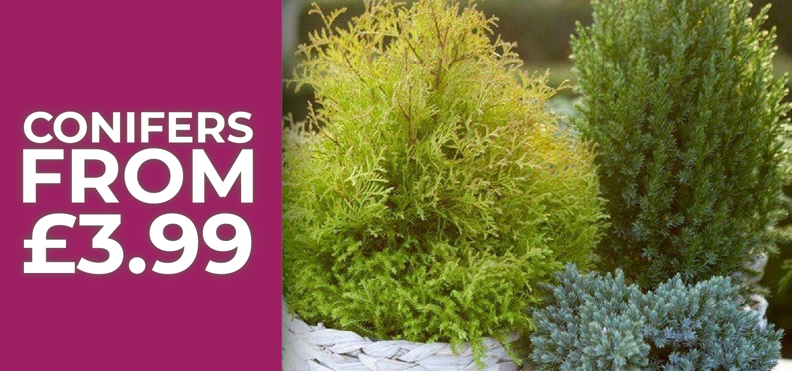 Conifers - From £3.99