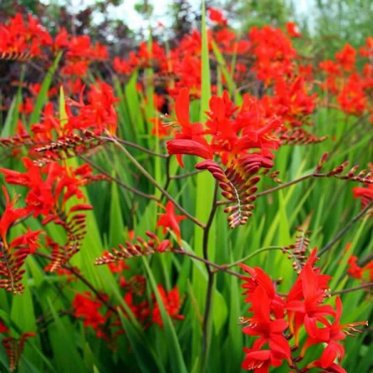 Crocosmia 'Lucifer' - In Bud & Bloom