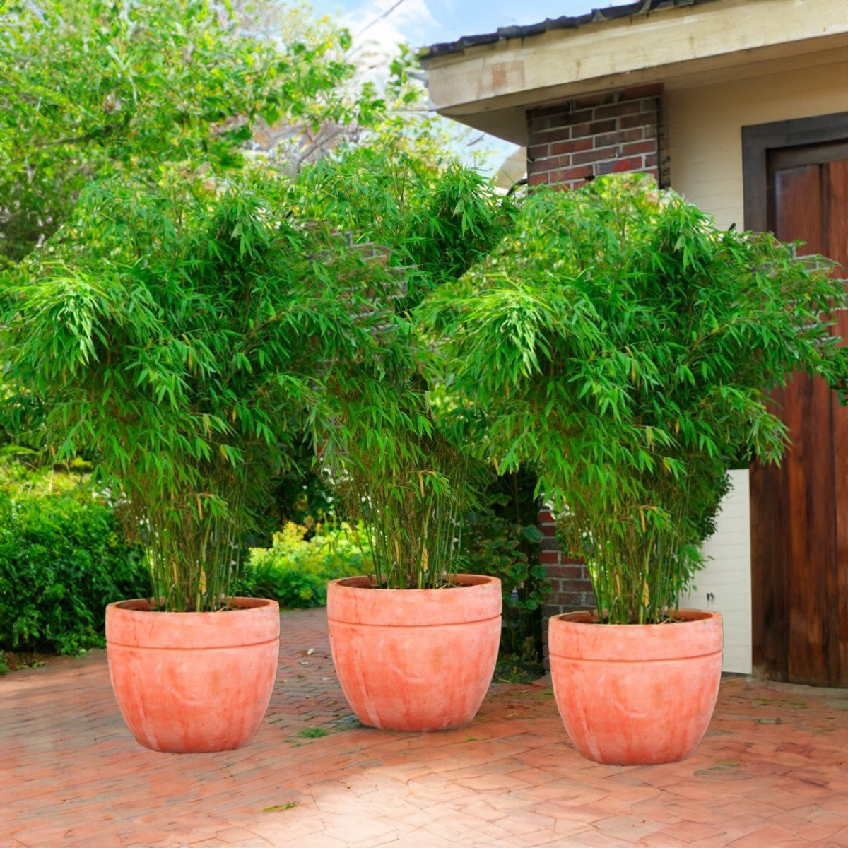 Large Umbrella Bamboo 'Rufa' - Pack of Three