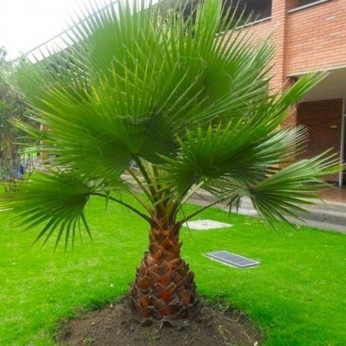 Giant Hardy Mexican Fan Palm - Approx 80-100cm (3ft) tall