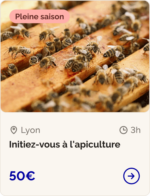 Initiez-vous à l'apiculture