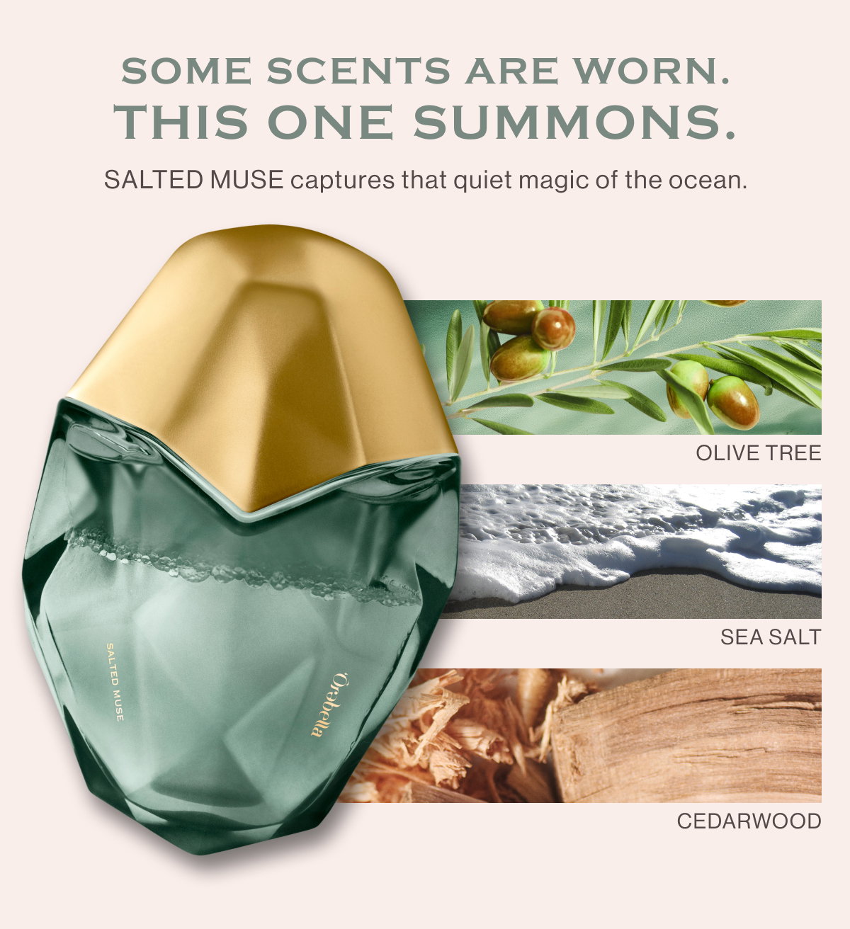 Some scents are worn. This one summons. SALTED MUSE captures that quiet magic of the ocean. olive tree SEA SALT Cedarwood