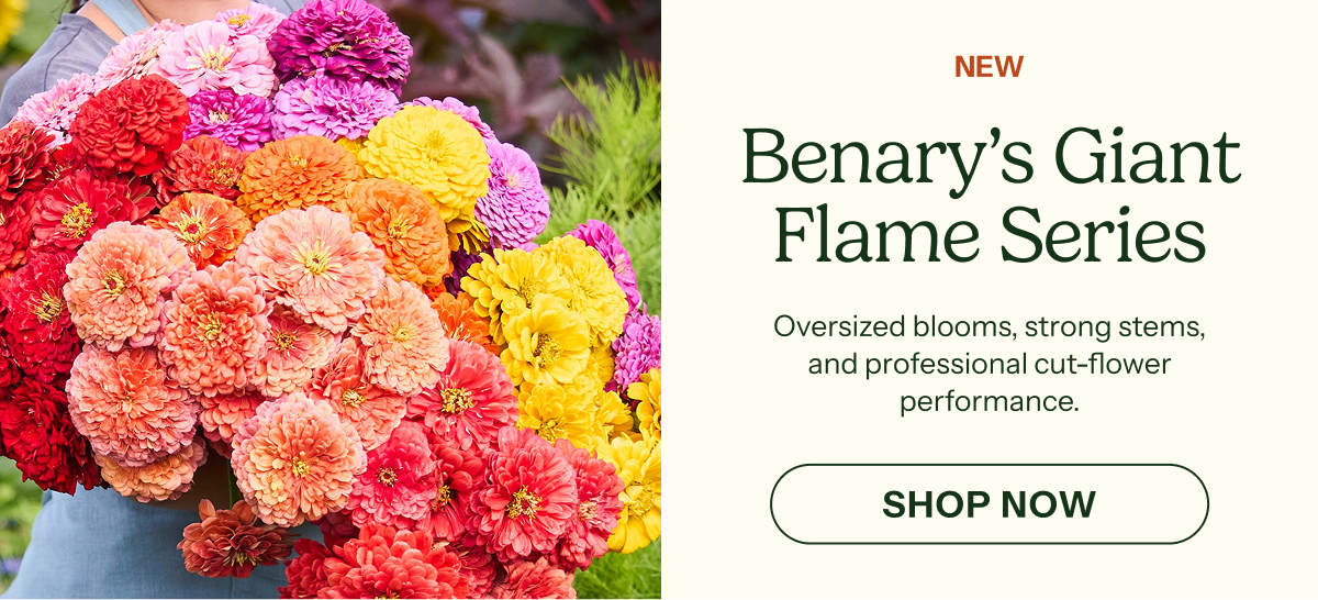 Benary's Giant Flame Series