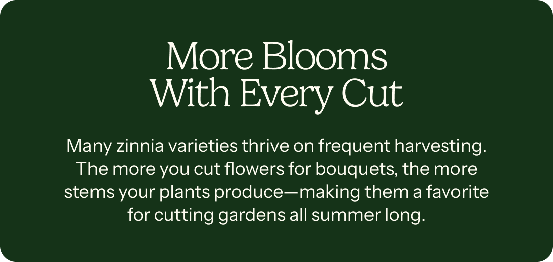 More Blooms With Every Cut – Many zinnia varieties thrive on frquent harvesting. The more you cut flowers for bouquets, the more stmes your plants produce – making them a favorite for cutting gardens all summer long.