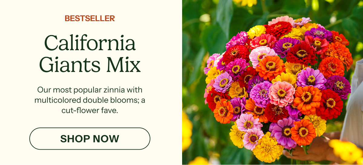 California Giants Mix