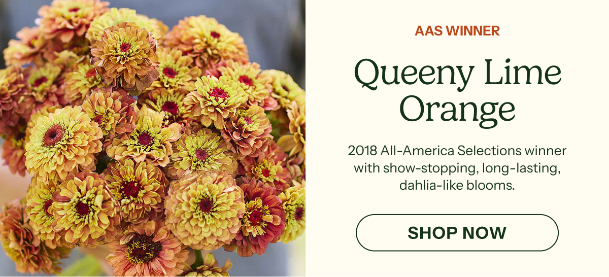 Queeny Lime Orange