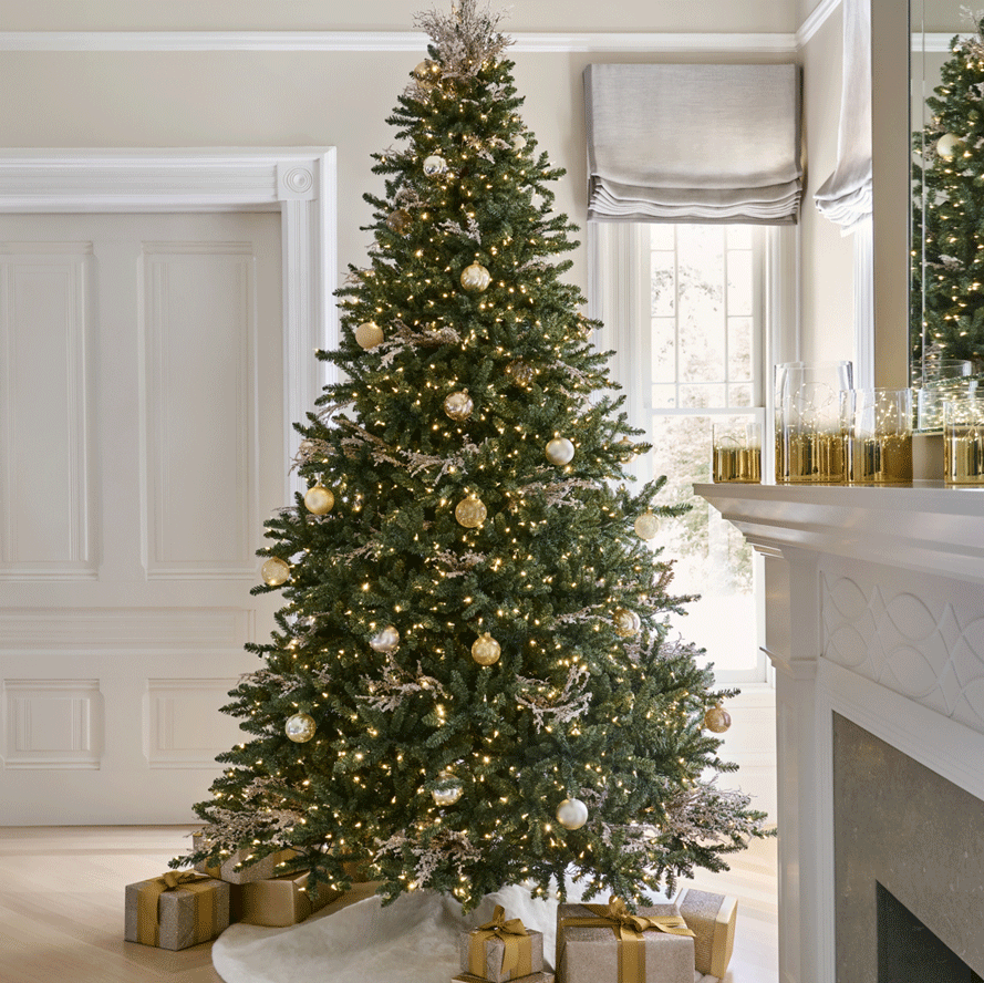 CLASSIC BLUE SPRUCE