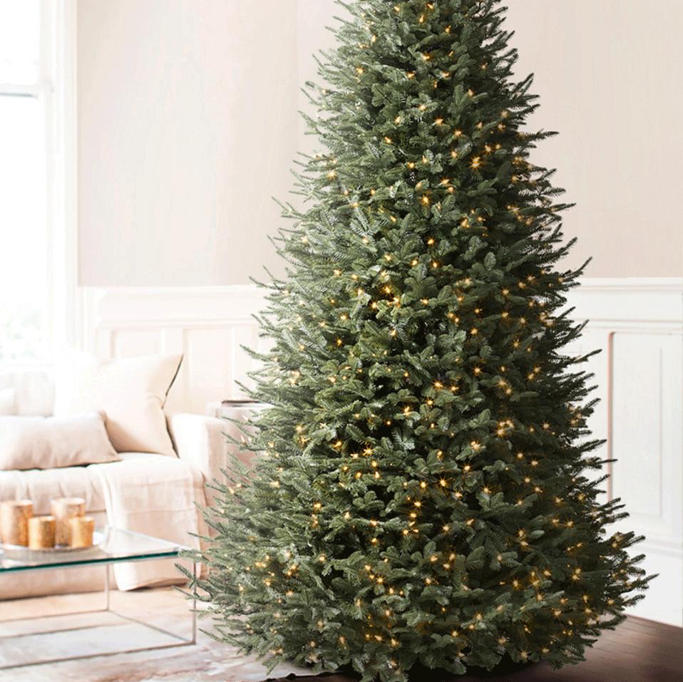 BH FRASER FIR® NARROW