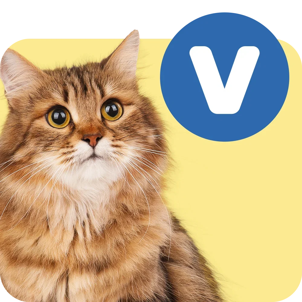 Cat vet food