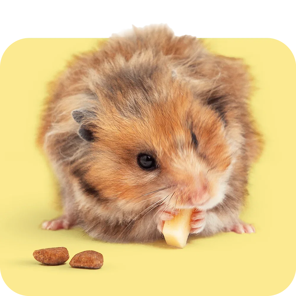 Snacks