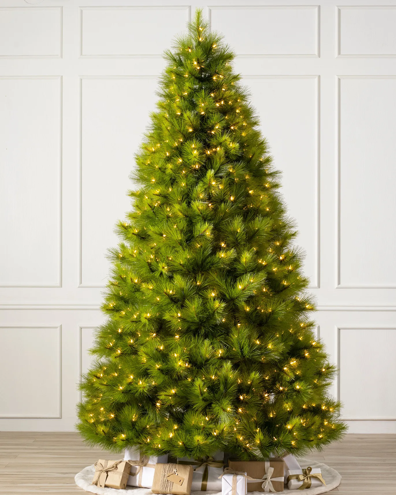 Monterey Pine Tree