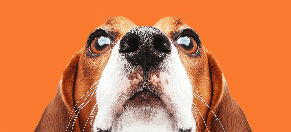 Dog looking up