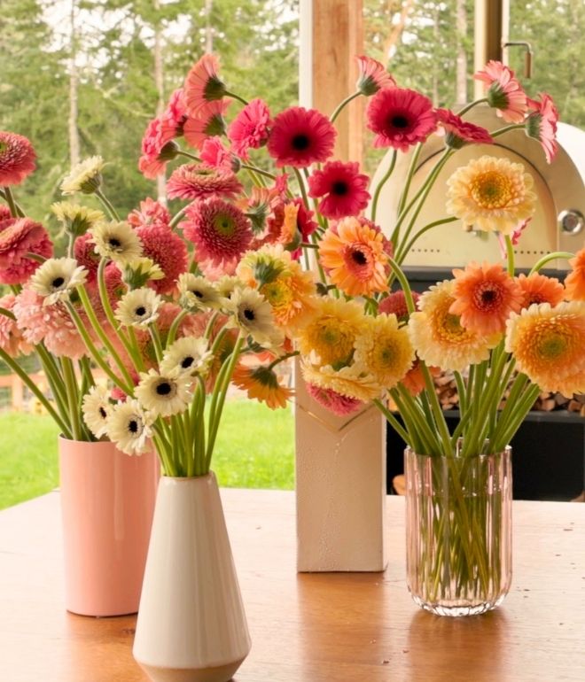 Daisies