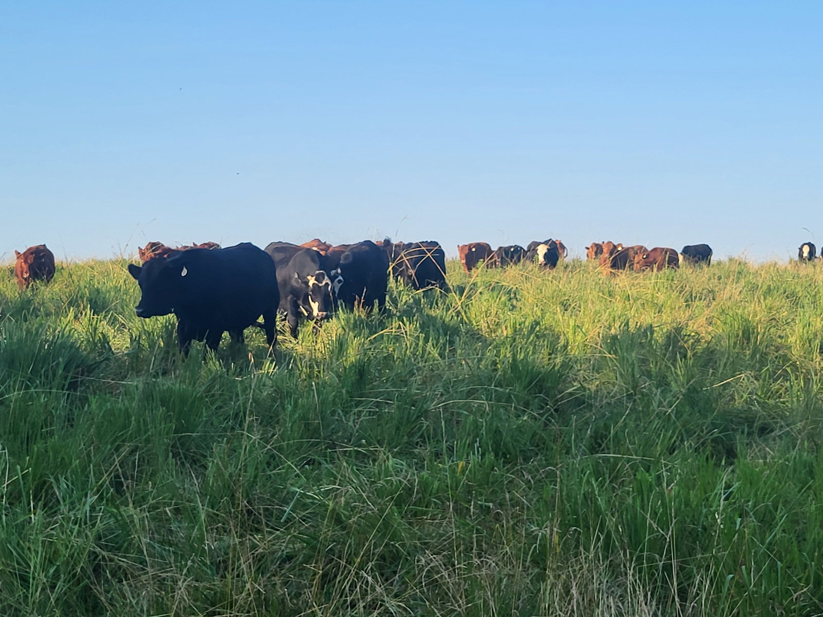 Cows in grazing pasture