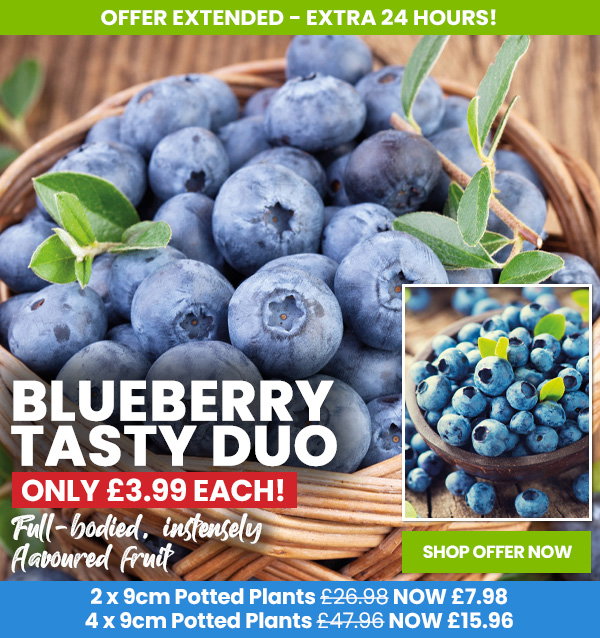 Blueberry Tasty Duo