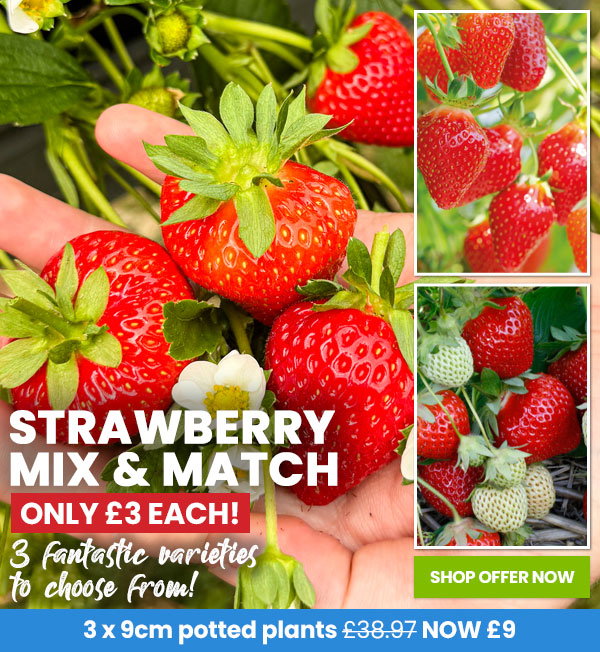 Strawberry Mix & Match