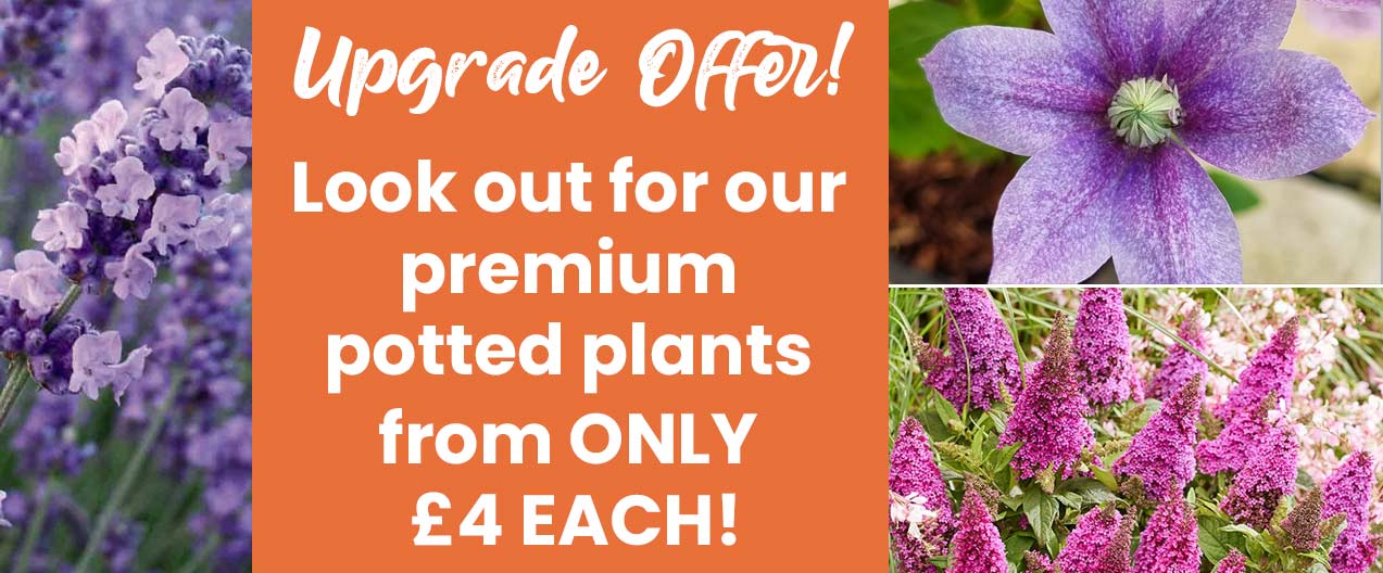 Mix & Match Potted Plants