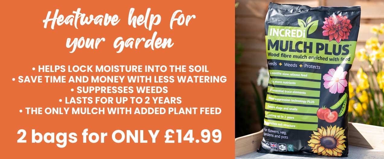 Heatwave help for your garden