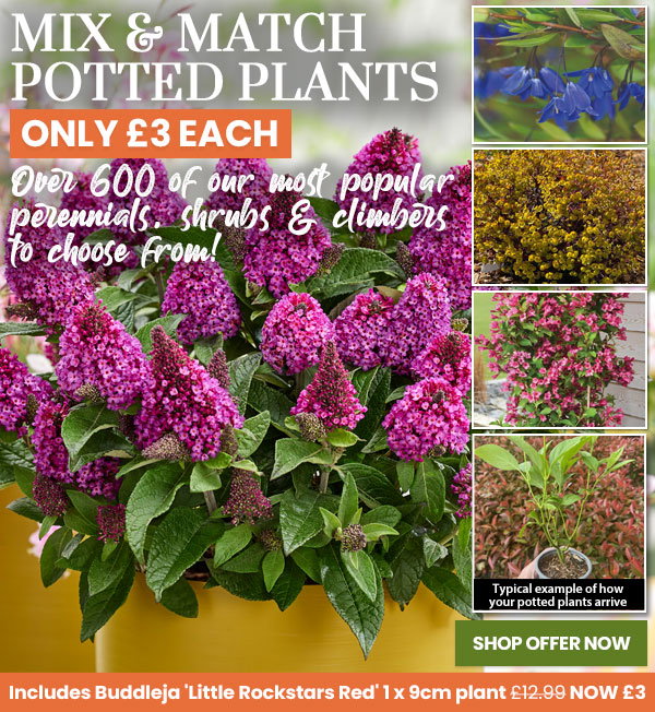 Mix & Match Potted Plants