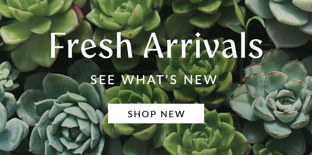 Banner over a dense background of green succulent plants with headline "Fresh Arrivals", subheadline "SEE WHAT'S NEW", and a white button reading "SHOP NEW".