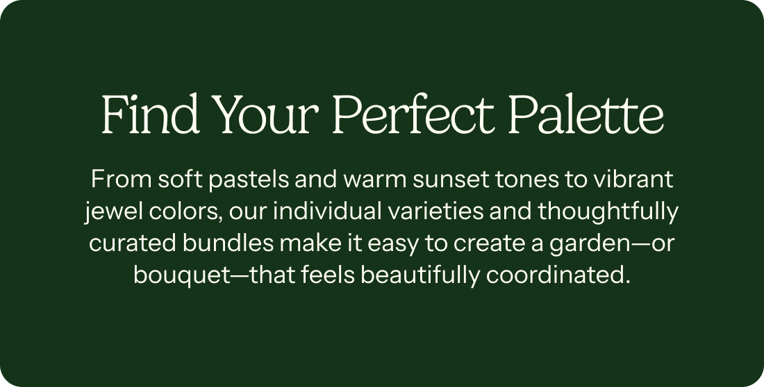 Find Your Perfect Palette – From soft pastels and warm sunset tones to vibrant jewel colors, our individual varieties and thoughtfully curated bundles make it easy to create a garden—or bouquet—that feels beautifully coordinated.