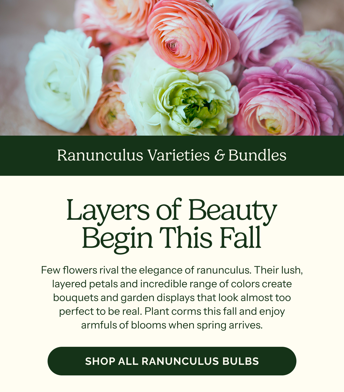 Layers of Beauty Begin this Fall – Ranunculus Varieties & Bundles – Few flowers rival the elegance of ranunculus. Their lush, layered petals and incredible range of colors create bouquets and garden displays that look almost too perfect to be real. Plant corms this fall and enjoy armfuls of blooms when spring arrives.  SHOP ALL RANUNCULUS BULBS