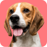 Your Pet Health