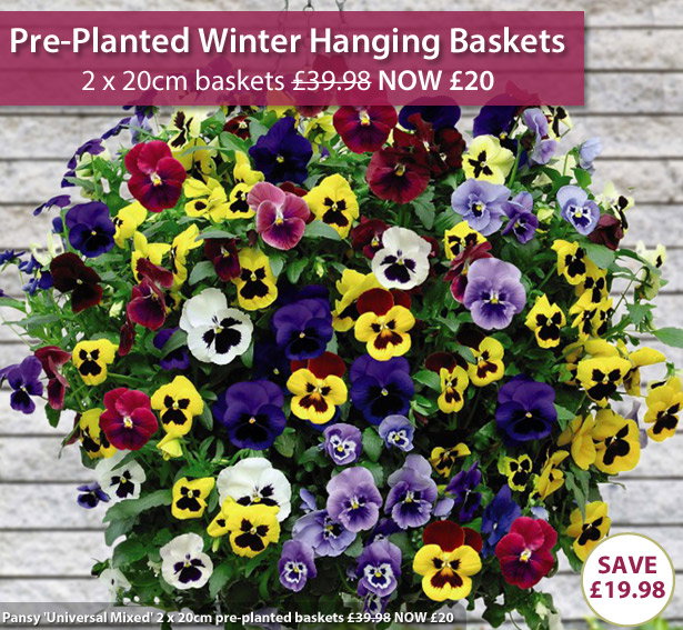 Pansy 'Universal Mixed'