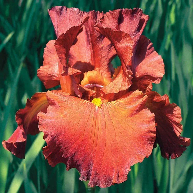 Lest We Forget Reblooming Bearded Iris
