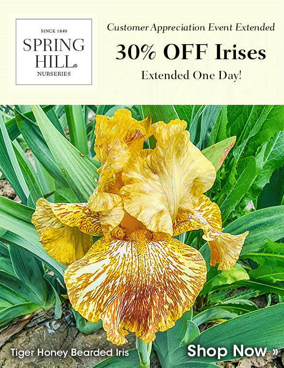 EXTENDED ONE DAY: 30% OFF Irises