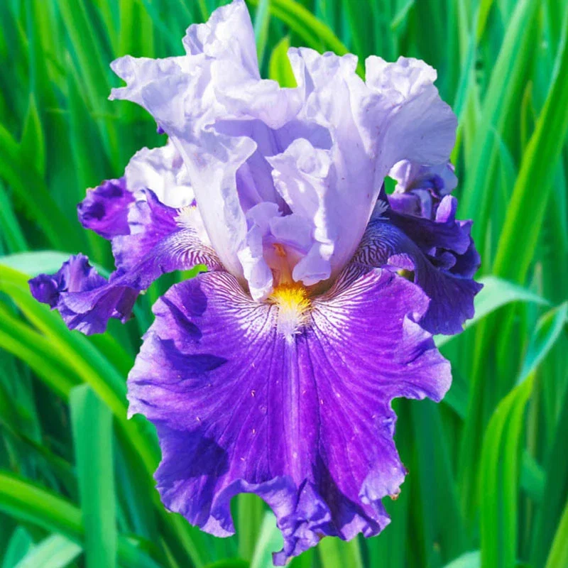 Purple Reign Bearded Iris

