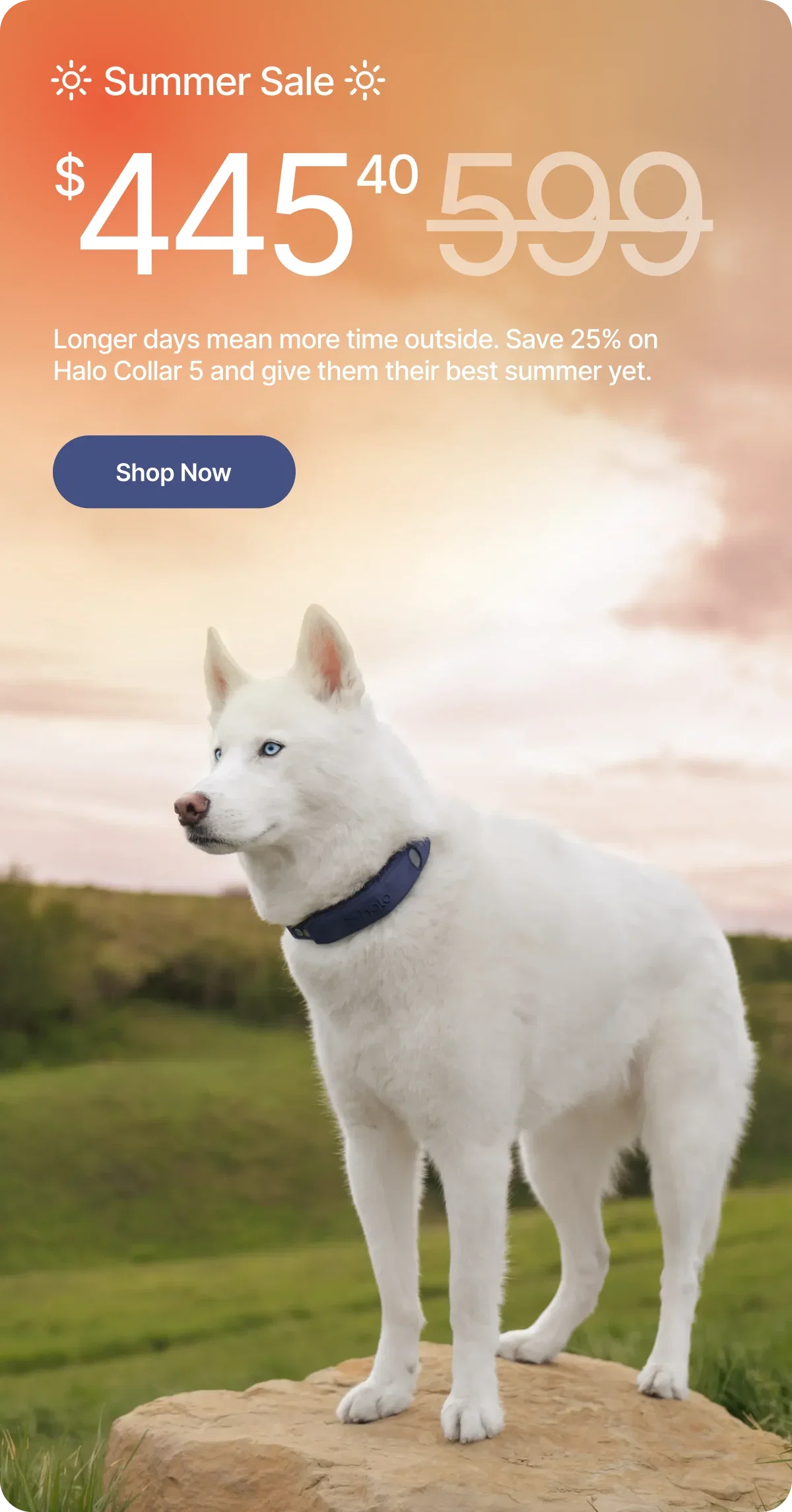 Your dog's best summer starts here. Halo Collar 5 is $445 for our Summer Sale. Act fast, this limited-time offer won't be around for long!