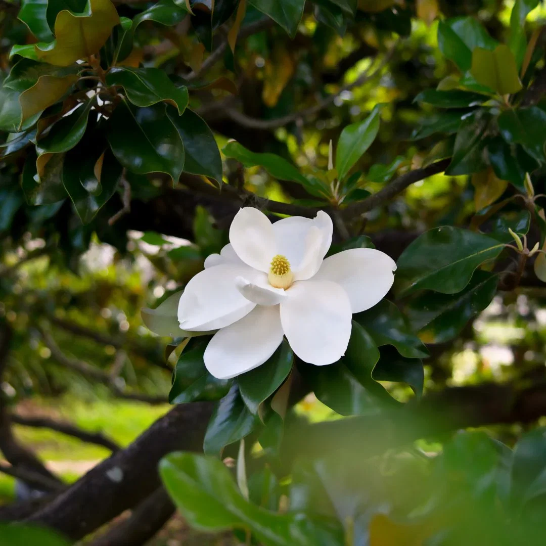 D.D. Blanchard Magnolia