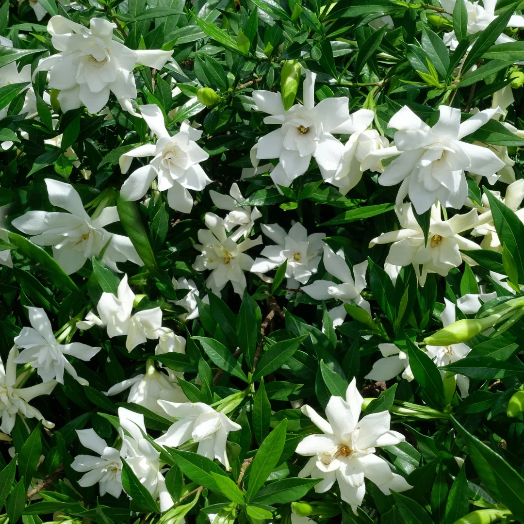 August Beauty  Gardenia