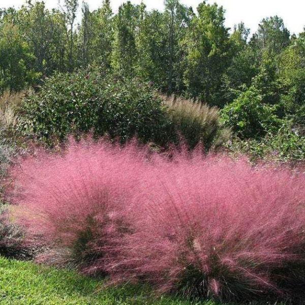 Pink Muhly  Grass