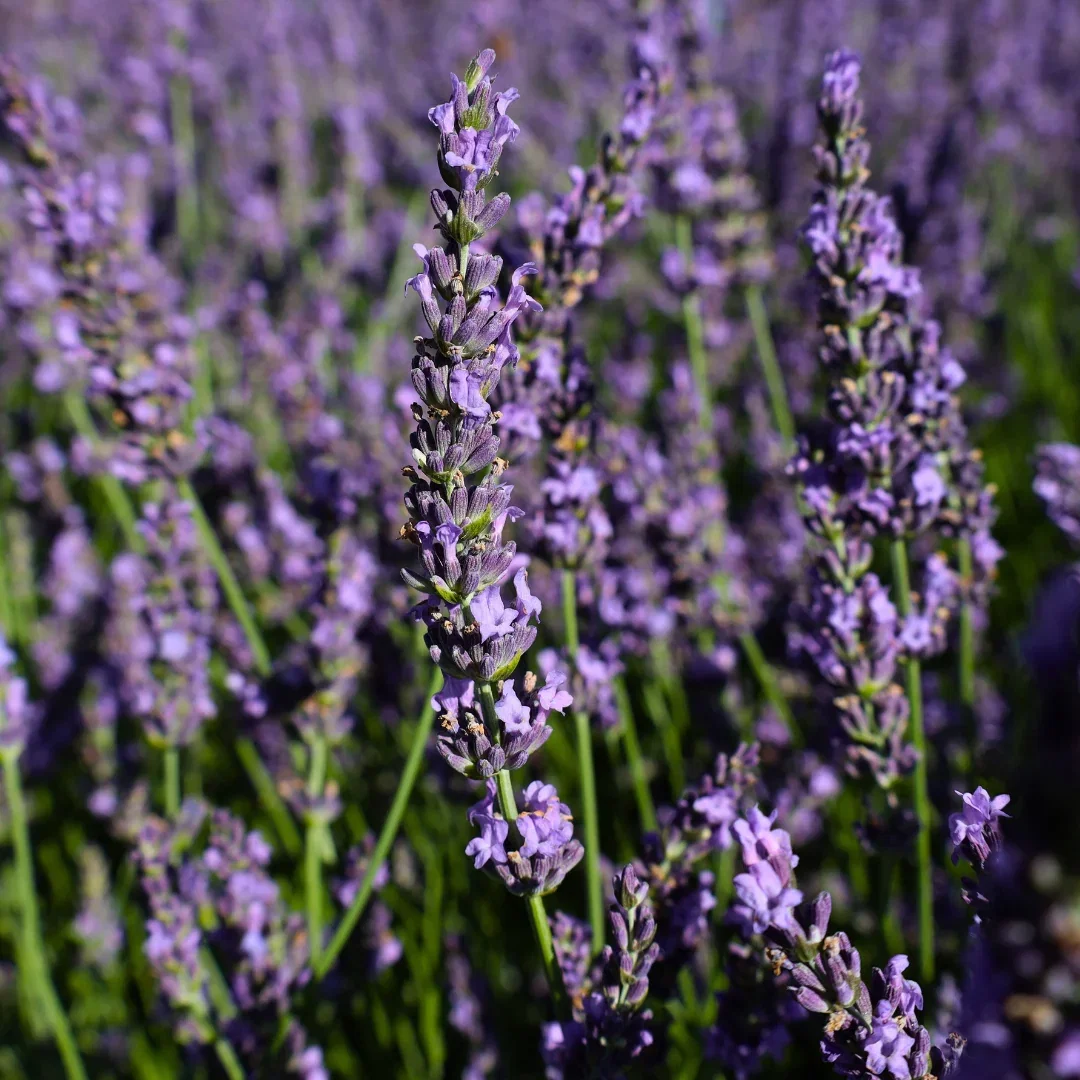 Phenomenal  Lavender