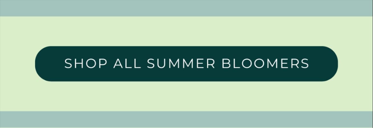 SHOP ALL SUMMER BLOOMERS