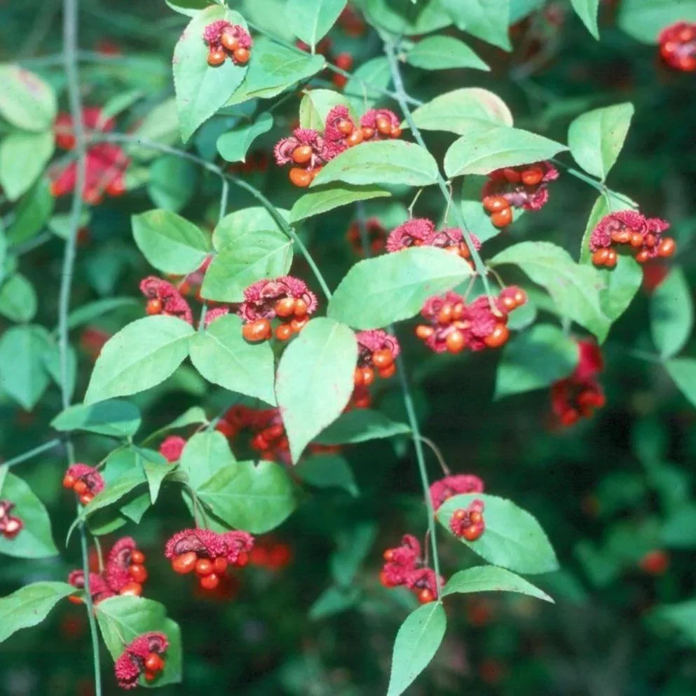 Euonymus Hearts-a-Bustin
