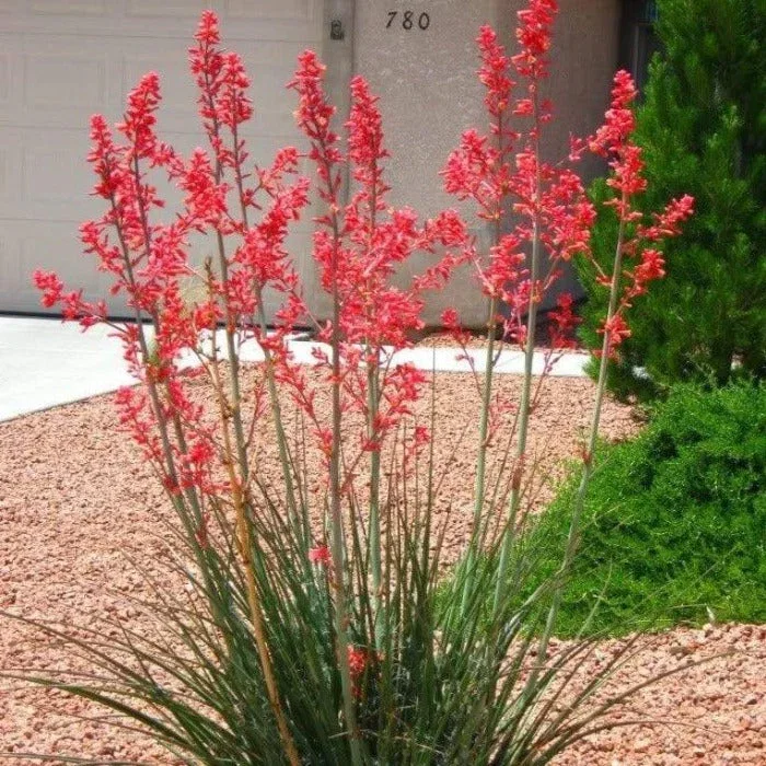 Red  Yucca