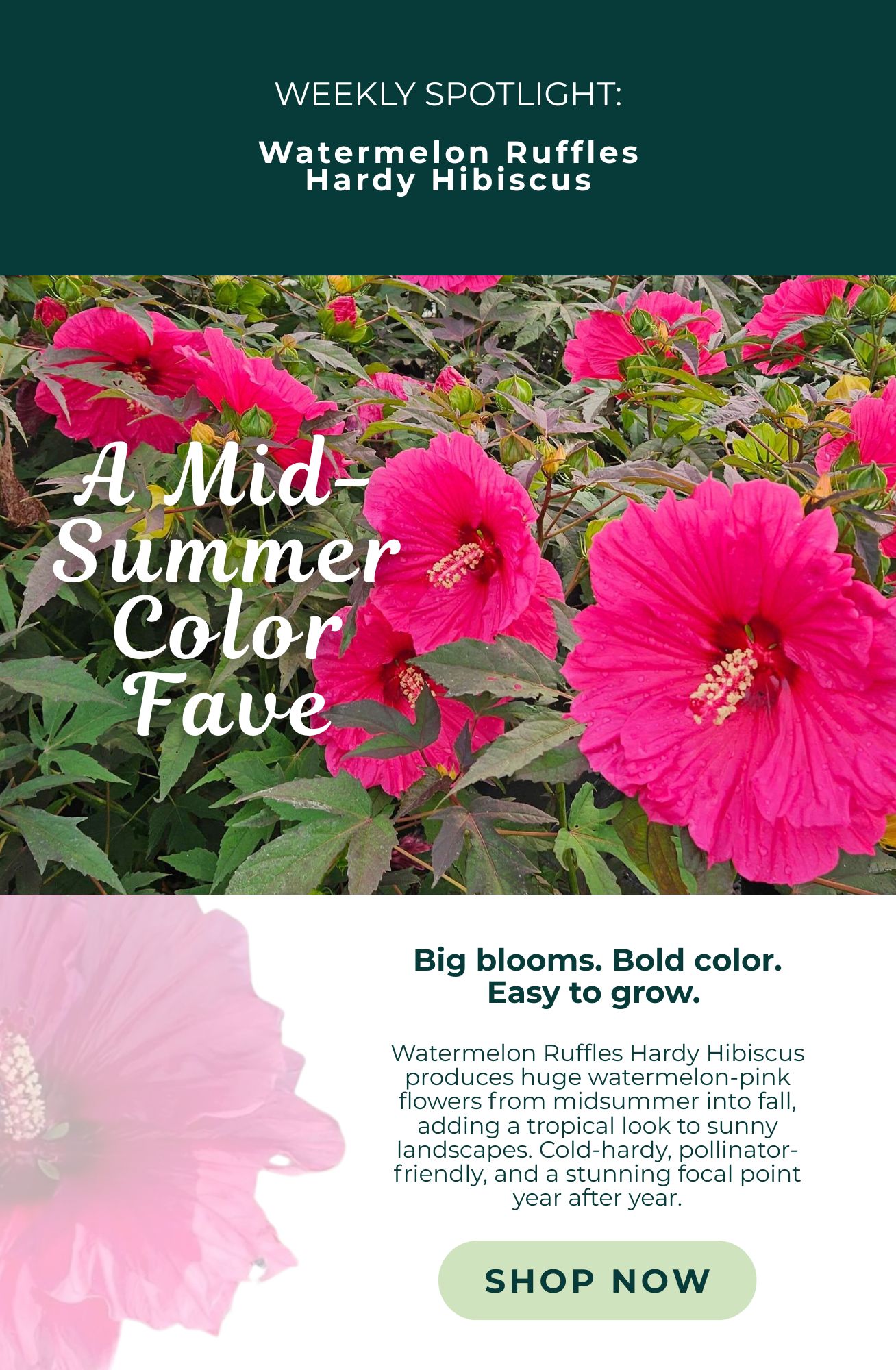 WEEKLY SPOTLIGHT: WATERMELON RUFFLES HARDY HIBISCUS