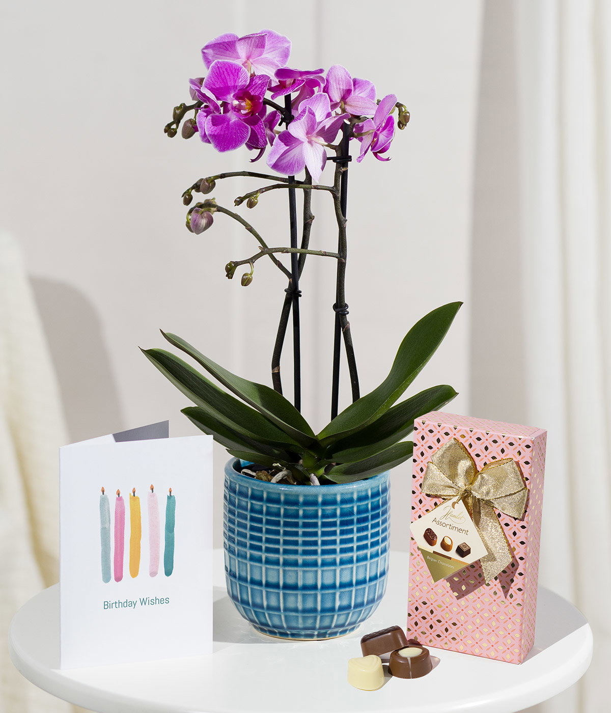Phalaenopsis Birthday Gift