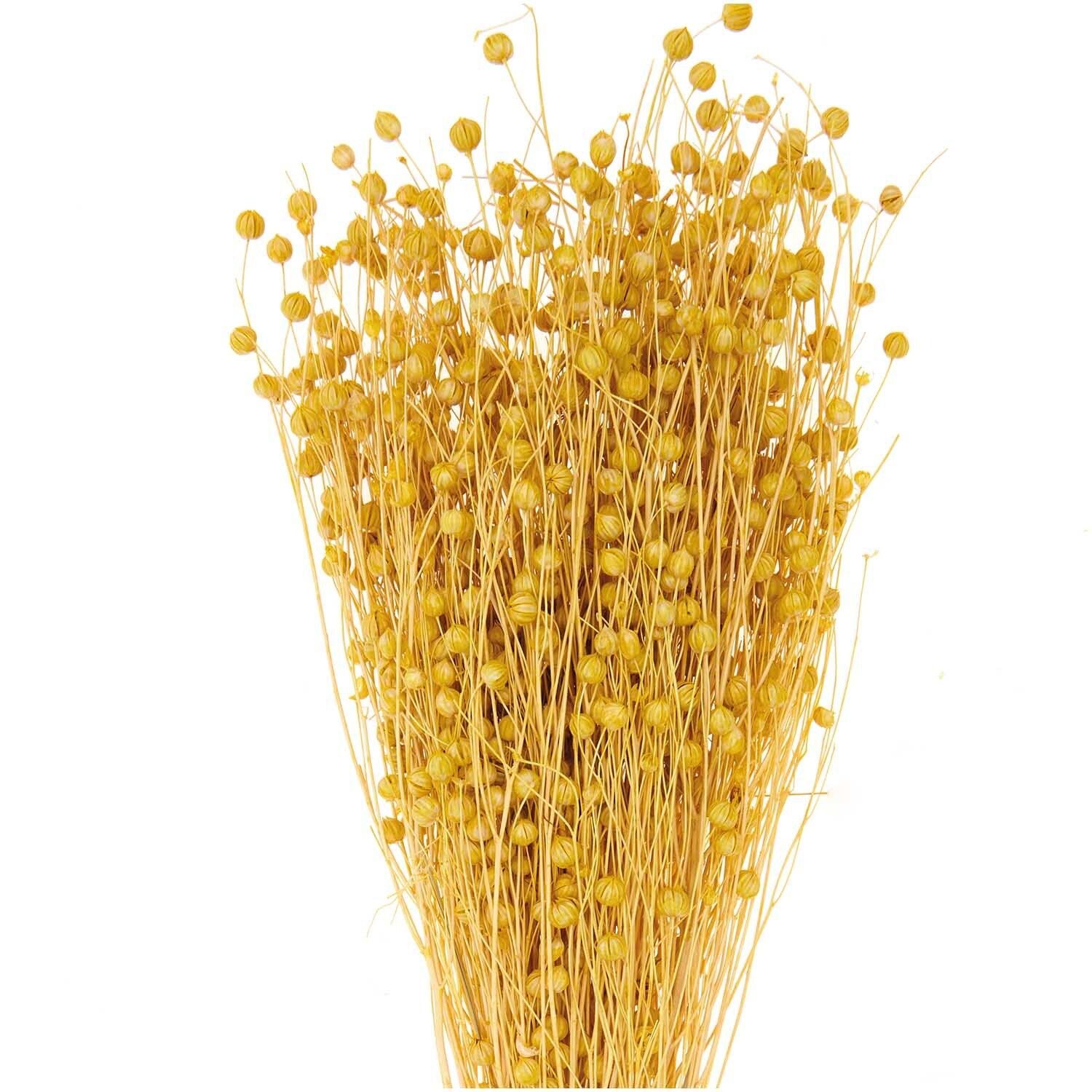 Getrockneter Flachs gelb