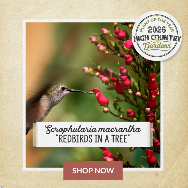 Redbirds in a tree