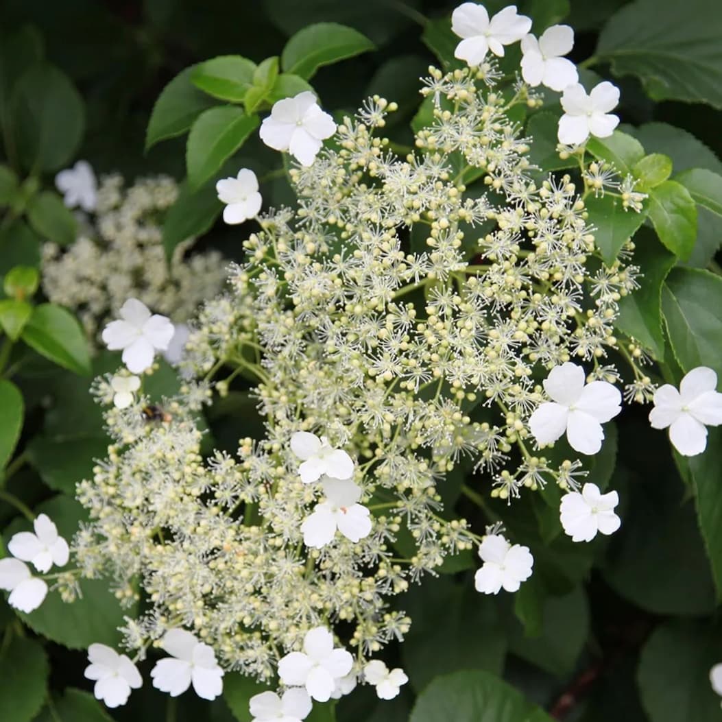 Hydrangea anomala subsp. petiolaris