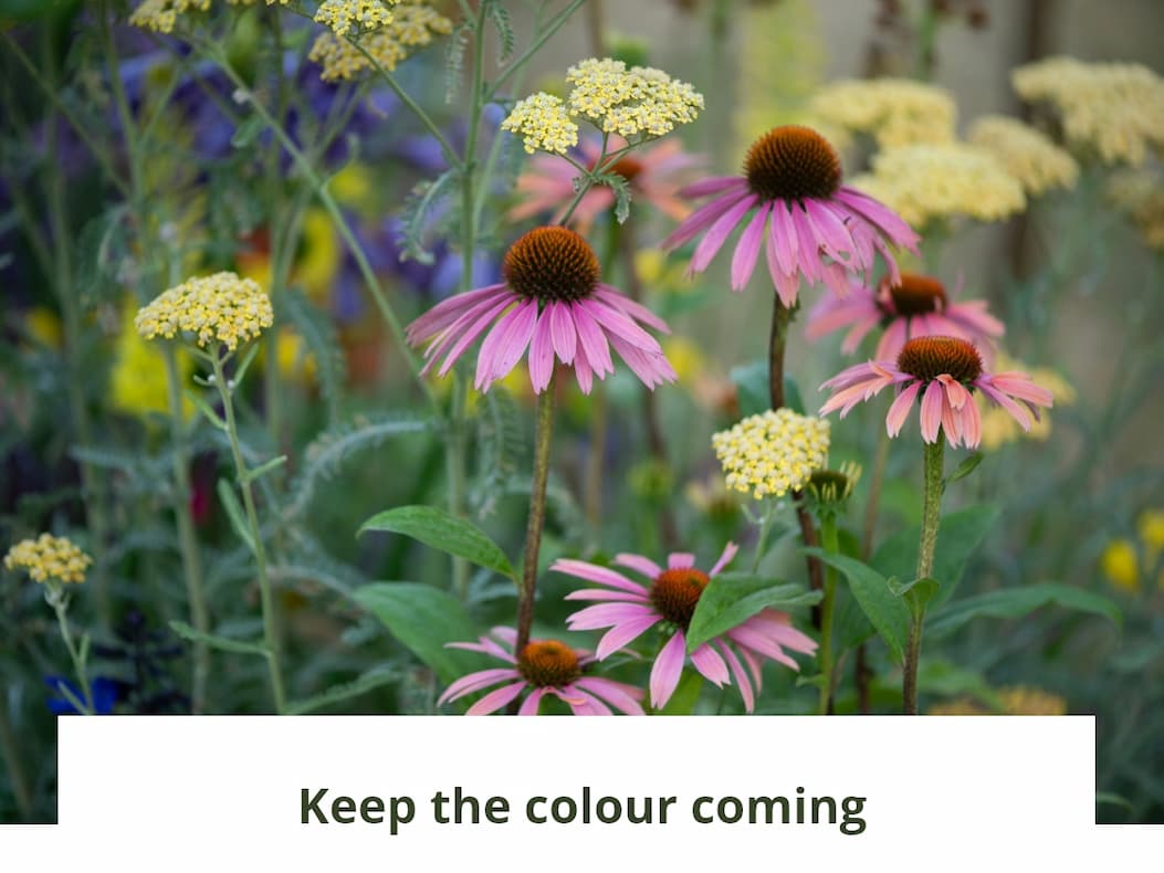 Keep the colour coming 