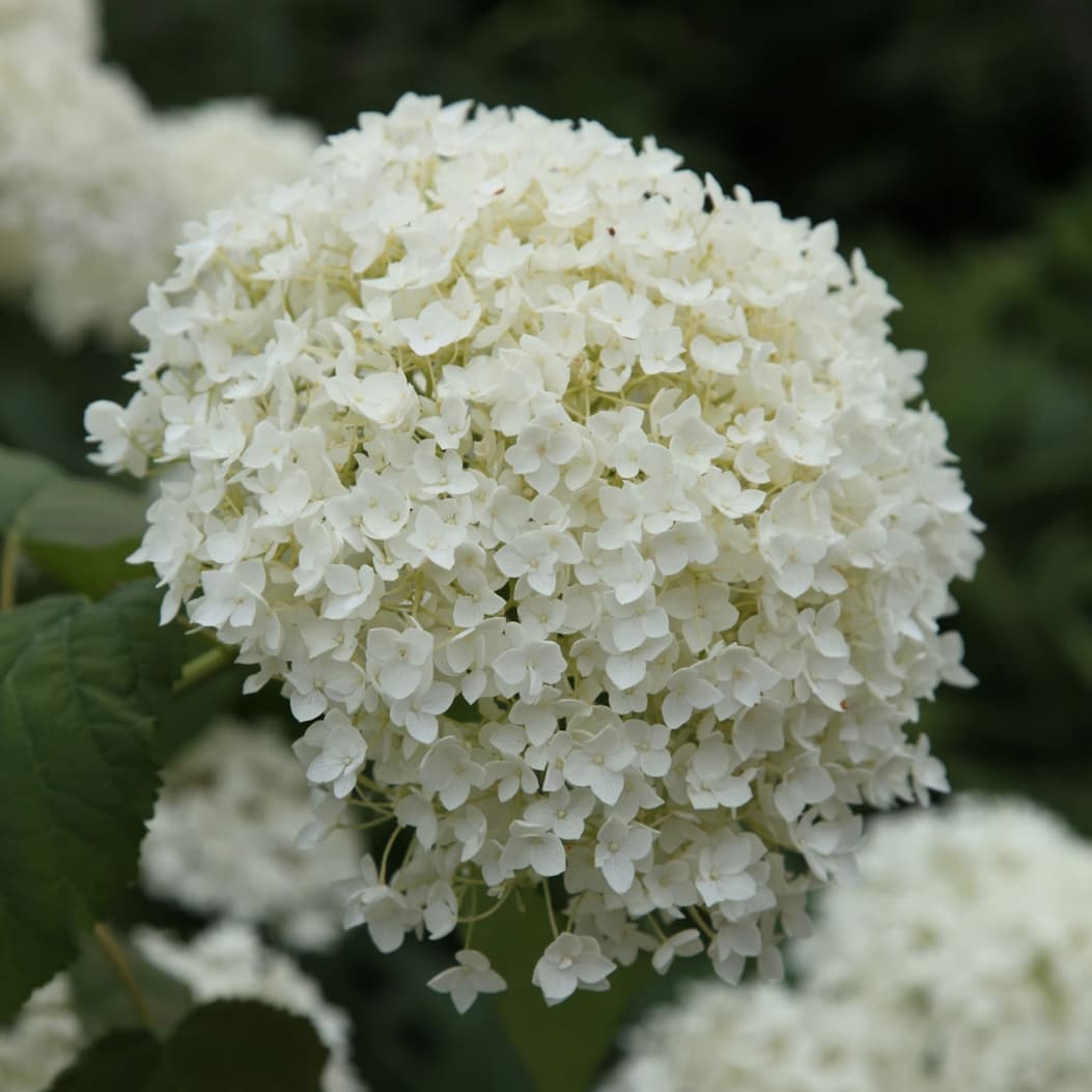 Hydrangea arborescens 'Annabelle'