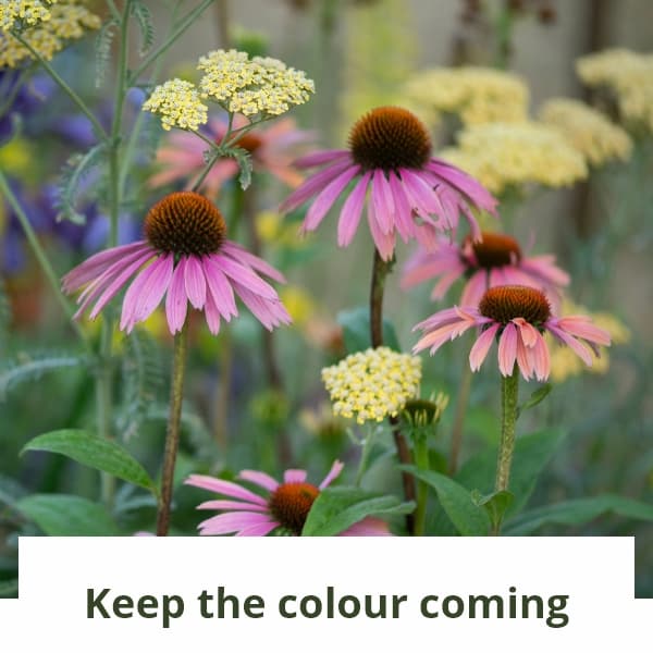 Keep the colour coming 